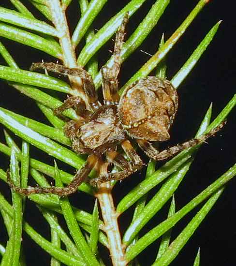 Gibbaranea omoeda, female