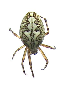 Aculepeira ceropegia, female