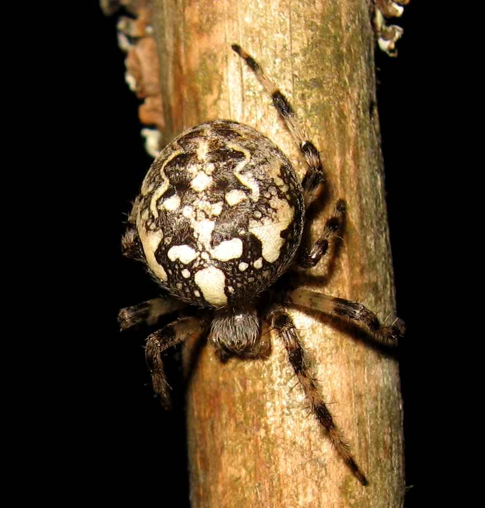 Araneus marmoreus, female