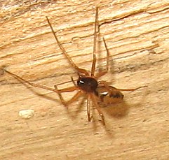 Bathyphantes nigrinus. female