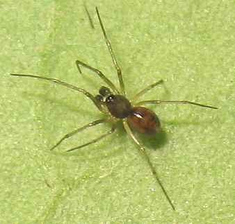 Bathyphantes nigrinus. male