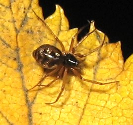 Tenuiphantes mengei, female