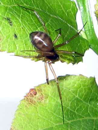 Bathyphantes approximatus, female