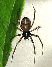 Bathyphantes approximatus, male