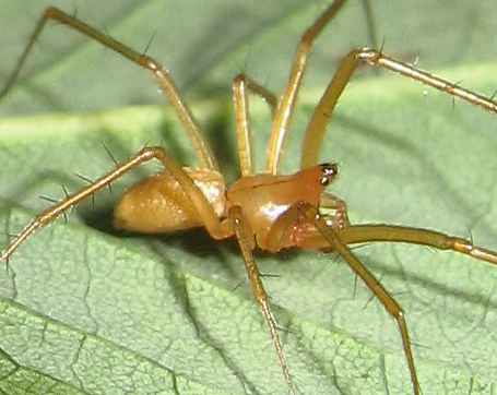 Bolyphantes alticeps. female