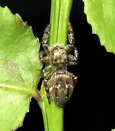 Dendryphantes rudis, female 