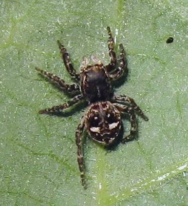 Sitticus floricola, female
