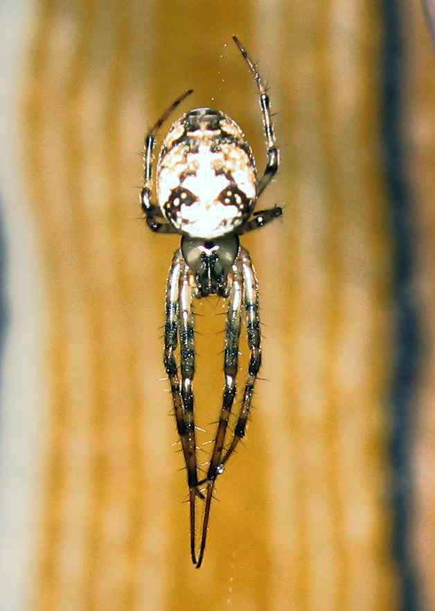 Metellina segmentata, female