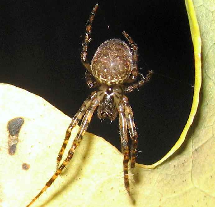 Metellina merionae, female