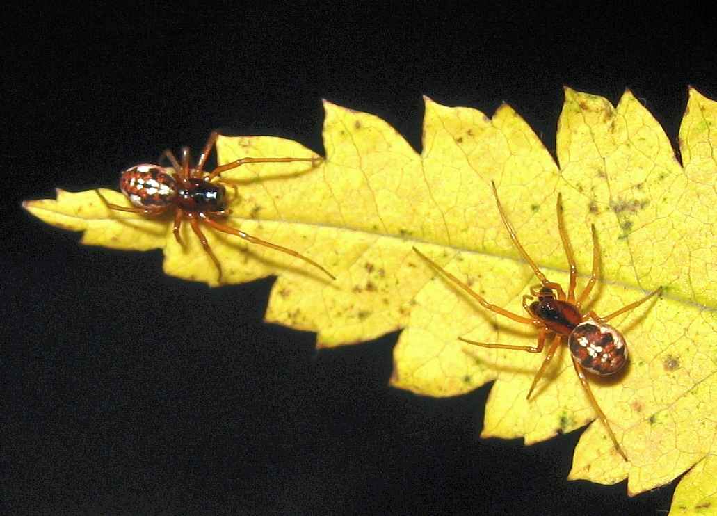 Pachygtatha listeri, female