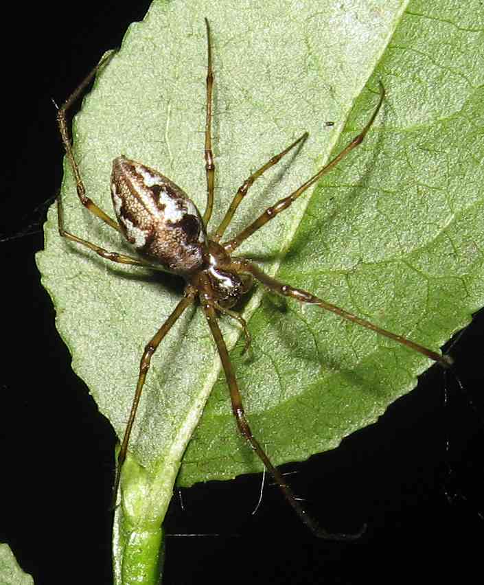 Tetragnatha obtusa,female