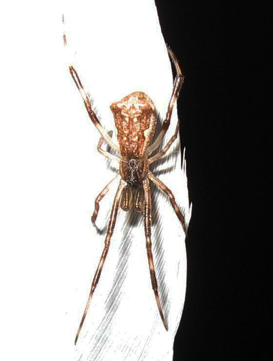 Episinus angulatus