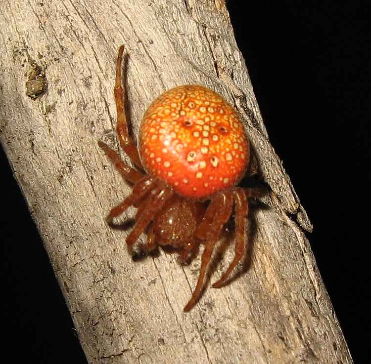 Оранжевый паук дома фото